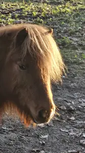 Leentje 03